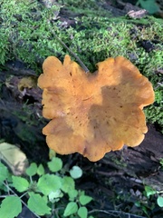 Gymnopilus