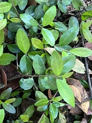 Trachelospermum asiaticum