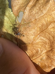 Camponotus chromaiodes