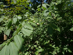 Euonymus
