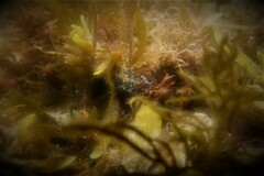 Hypselodoris saintvincentius