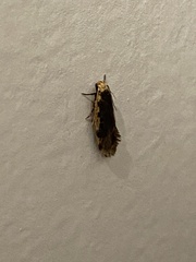 Hoplostega ochroma