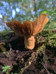 Gymnopilus