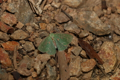 Eucyclodes metaspila