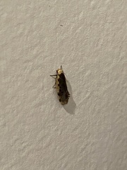 Hoplostega ochroma