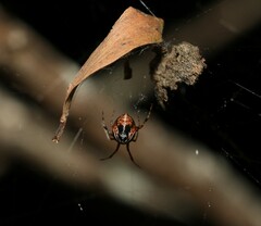 Parasteatoda