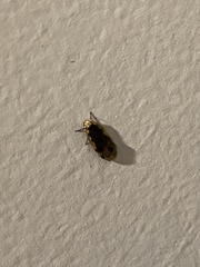Hoplostega ochroma