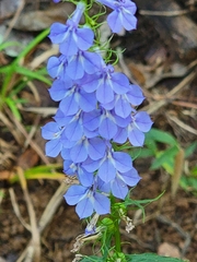 Lobelia amoena