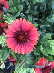 Gaillardia