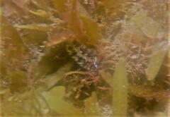 Hypselodoris saintvincentius