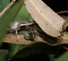 Theridion pyramidale