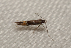 Cosmopterix