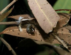 Theridion pyramidale