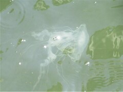 Chrysaora chesapeakei