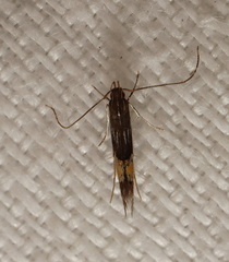 Cosmopterix