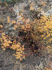 Oligogonum