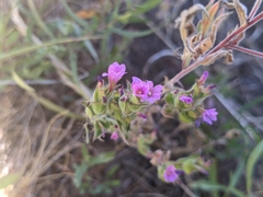 Epilobium densiflorum