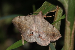 Anticarsia gemmatalis