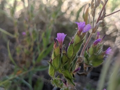 Epilobium densiflorum