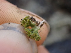 Xanthaptychia contortuplicata