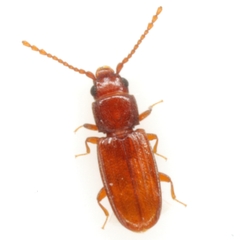 Cryptolestes uncicornis