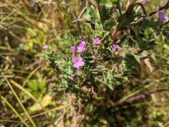 Epilobium densiflorum