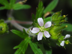 Geranium carolinianum
