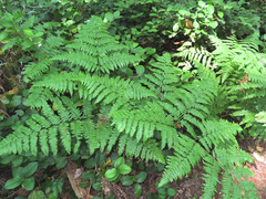 Pteridium aquilinum pubescens