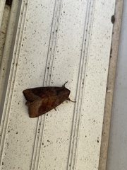 Noctuinae