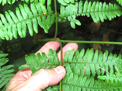 Pteridium aquilinum pubescens