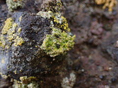 Xanthaptychia contortuplicata