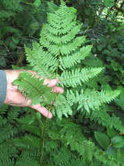 Pteridium aquilinum pubescens