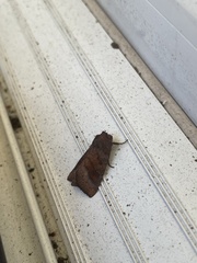Noctuinae