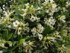 Escallonia laevis