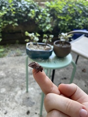 Noctuinae