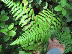 Pteridium aquilinum pubescens
