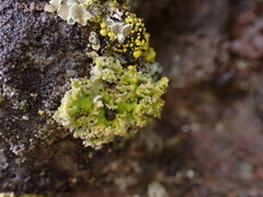 Xanthaptychia contortuplicata