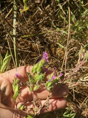Epilobium densiflorum