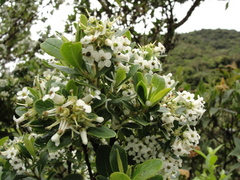 Escallonia laevis
