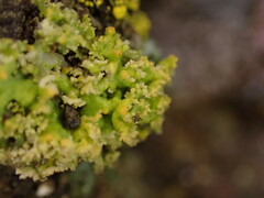 Xanthaptychia contortuplicata