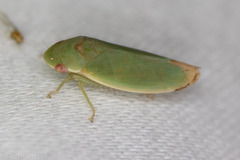 Acusana