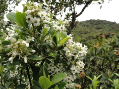 Escallonia laevis