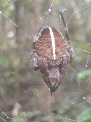 Eriophora
