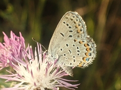 Plebejus samuelis