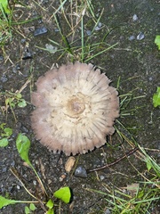 Laccaria bicolor