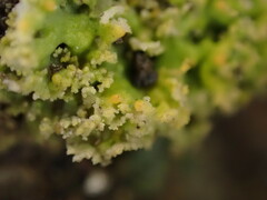 Xanthaptychia contortuplicata