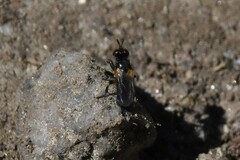 Thecophora