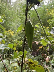 Asclepiadoideae