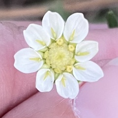 Melampodium leucanthum