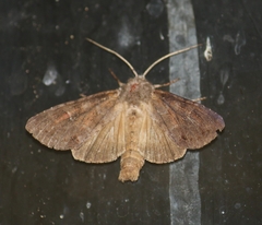 Polia bombycina